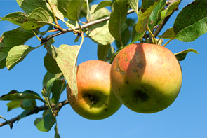 Zwei Äpfel an einem Zweig