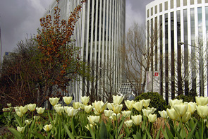 Frühjahrsblumen in Frankfurt