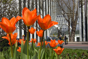 Frühjahrsblumen in Frankfurt