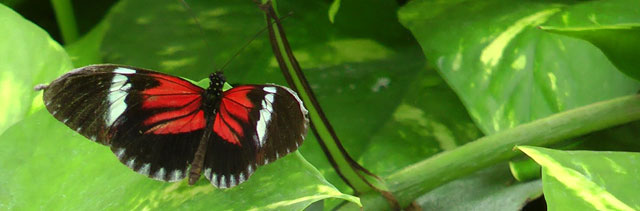 Schwarz/rot gemusterter Schmetterling