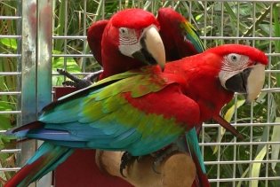 Zwei Arara-Papageien auf einer Stange