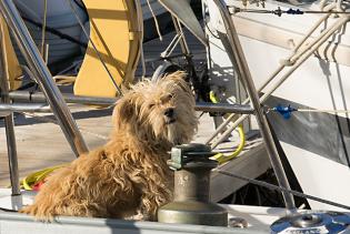 Hund auf einem Schiff