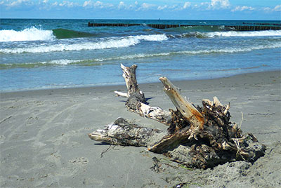 Baumstumpf am Strand