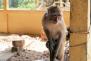 Einer der «heiligen» Makakenaffen an einem kleinen Tempel
