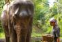 Elefant mit seinem Mahut