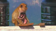 Krabi