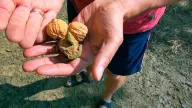 Central Valley