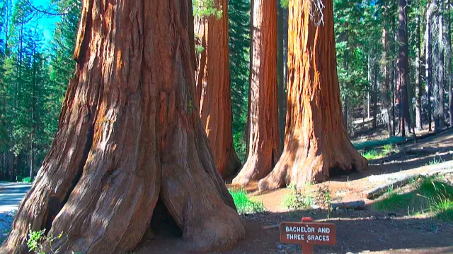Yosemite: Mariposa Grove Yosemite: Mariposa Grove