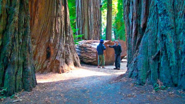 Redwood Bäume