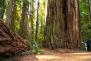 Die mächtigen Stämme der Redwoods