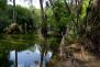 Sumpfzypressen in den Everglades