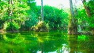 Die Everglades