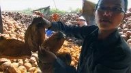 Kokosnüsse