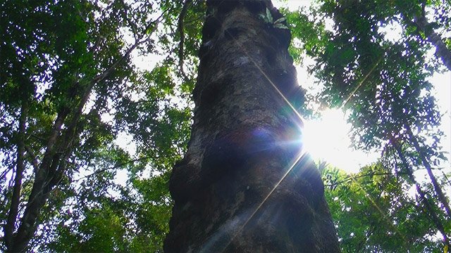 Urwald