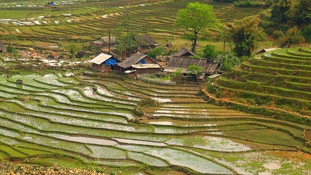 Sapa