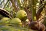 Besonders die Gegend um Ben Tre ist bekannt für seine weitläufigen Kokosnussplantagen