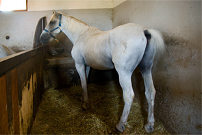 Lipizzaner im Stall