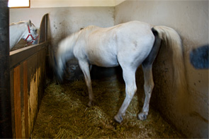 Lipizzaner im Stall