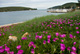 Uferblumen in Ilovik