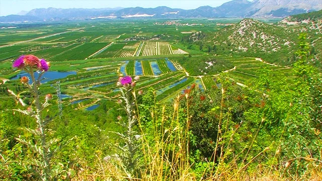 Neretva Delta