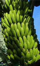 Bananenstauden am Baum hängend