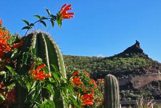Kaktus mit Blüten und Bergen im Hintergrund