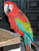 Farbenprächtiger Ara-Papagei