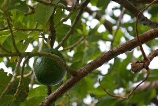 Avocadofrucht am Baum