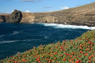 Tiefblaue Meeresbucht mit vielen roten Blüten im Vordergrund