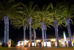 Mit weihnachtlichen Lichterketten geschmückte Palmen