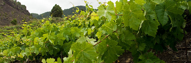 Am Boden wachsende Weinpflanzen