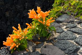 Orangleichtende längliche Blüten, die auf einer Steinmauer wachsen