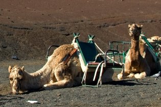 Zwei Kamele hocken am Boden; eines der beiden legt seinen Kopf auf den Boden und schaut in interessiert in die Kamera