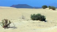 Trockenes Fuerteventura