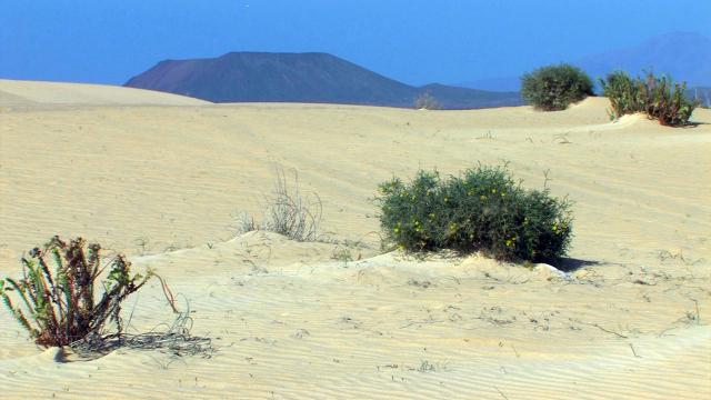Trockenes Fuerteventura