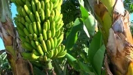 Bananen und Rum