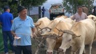 Viehmarkt in San Isidro