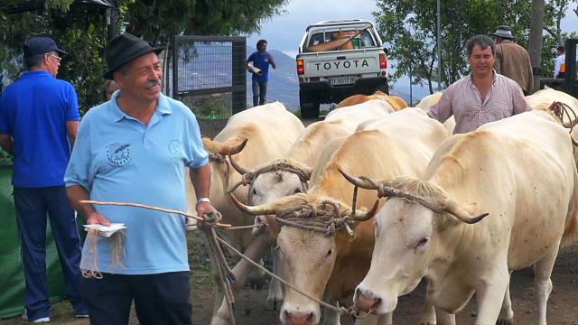 Viehmarkt in San Isidro Viehmarkt in San Isidro