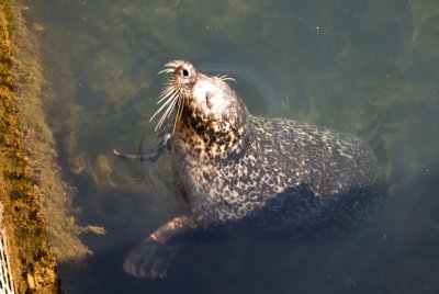 lustigen Seehunde im Fjord- und Beltcenter Kertemeninde Seehund schaut aus dem Wasser