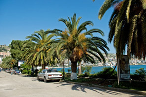 Palmenreihe entlang der Uferstraße