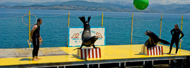 In der Seelöwenshow bei Kerkyra-Stadt