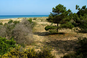 Sanddünen mit Bewuchs, im Hintergrund das Meer